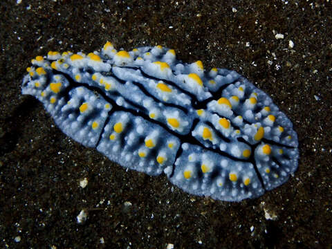 Image of Lumpy black grey orange slug