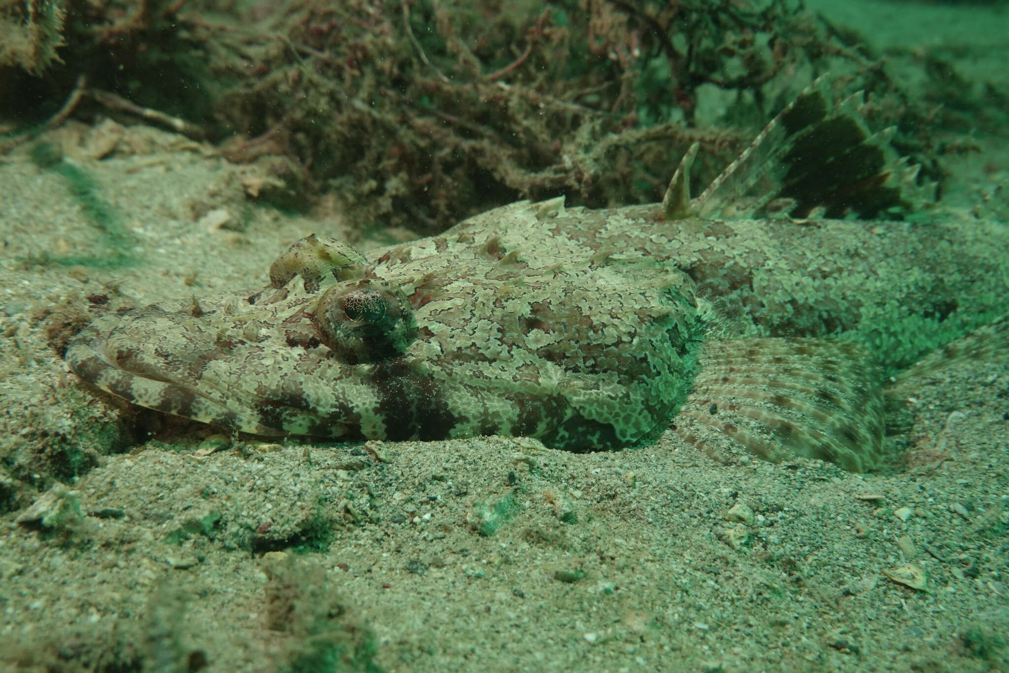 Image of Black-freckled flathead