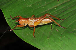 Image of Melanonotus powellorum Rentz & D. C. F. 1975