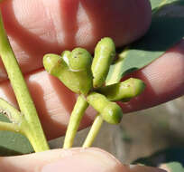 Image of Saligna Eucalyptus