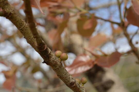 Image of Ficus arnottiana (Miq.) Miq.