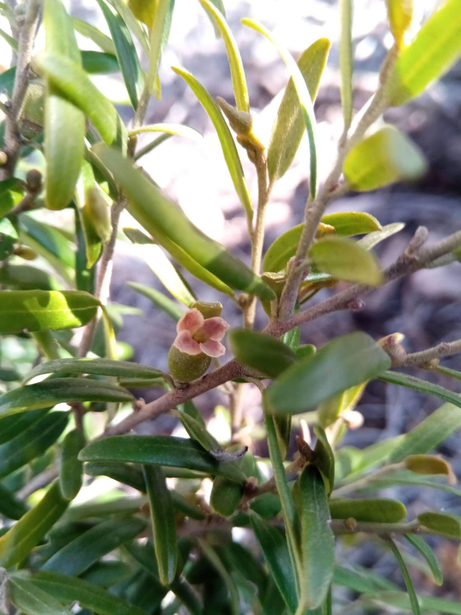 Image de Diospyros danguyana H. Perrier