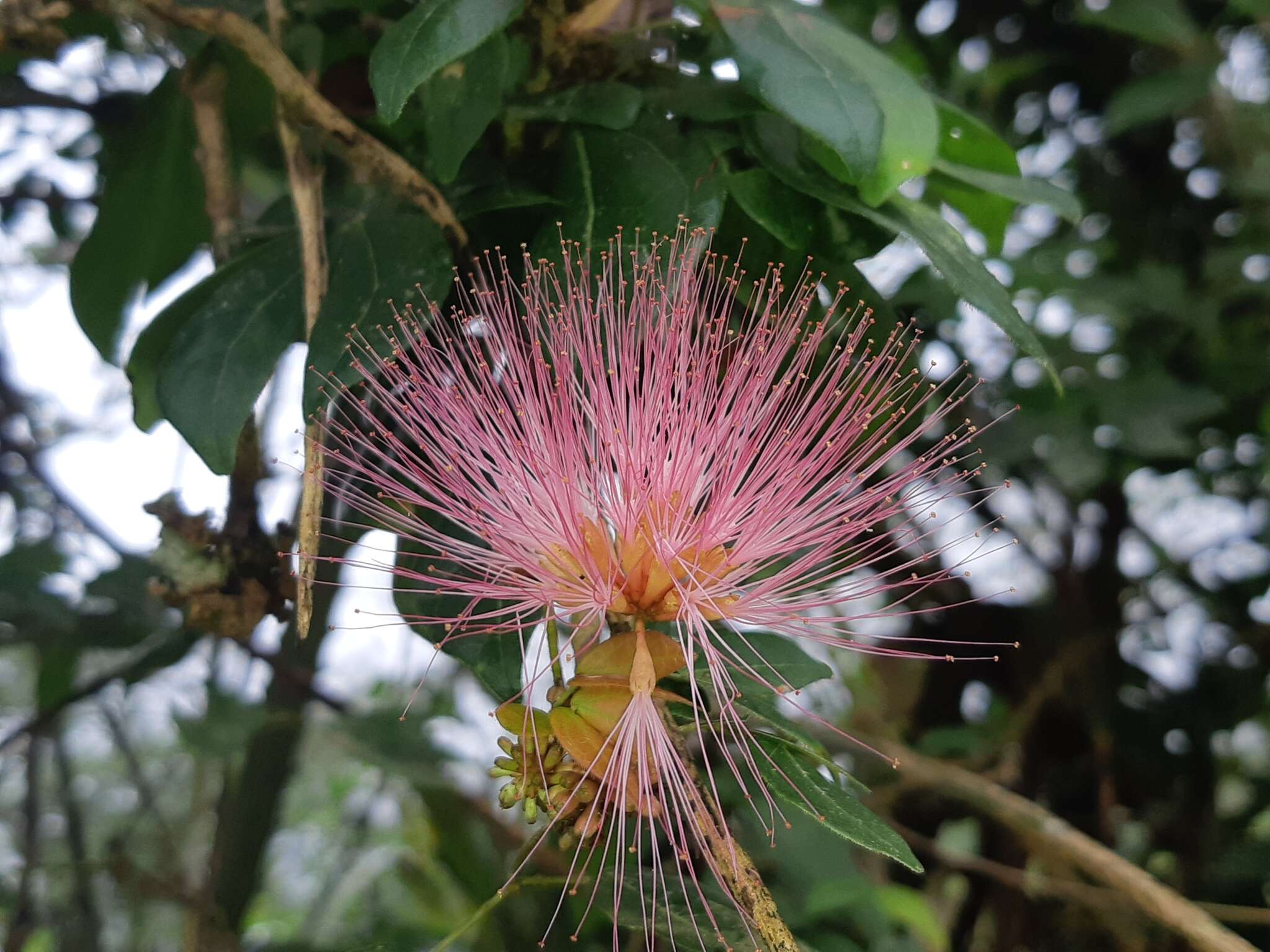 Image of Calliandra angustifolia Benth.