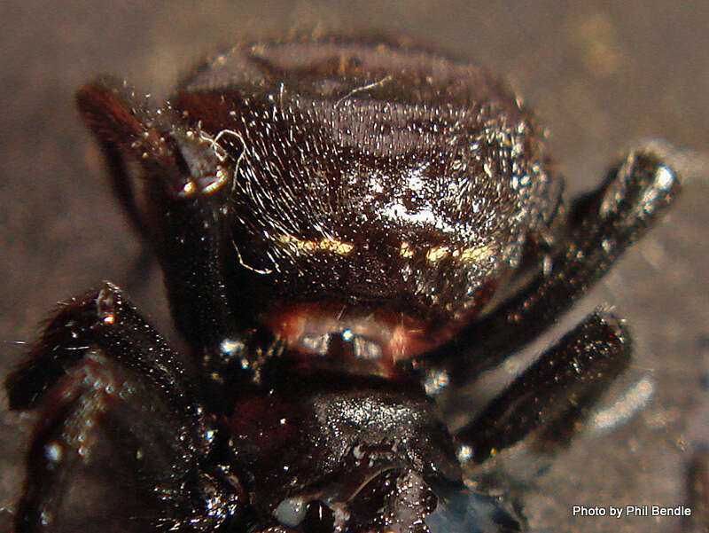 Image of Cobweb weaver