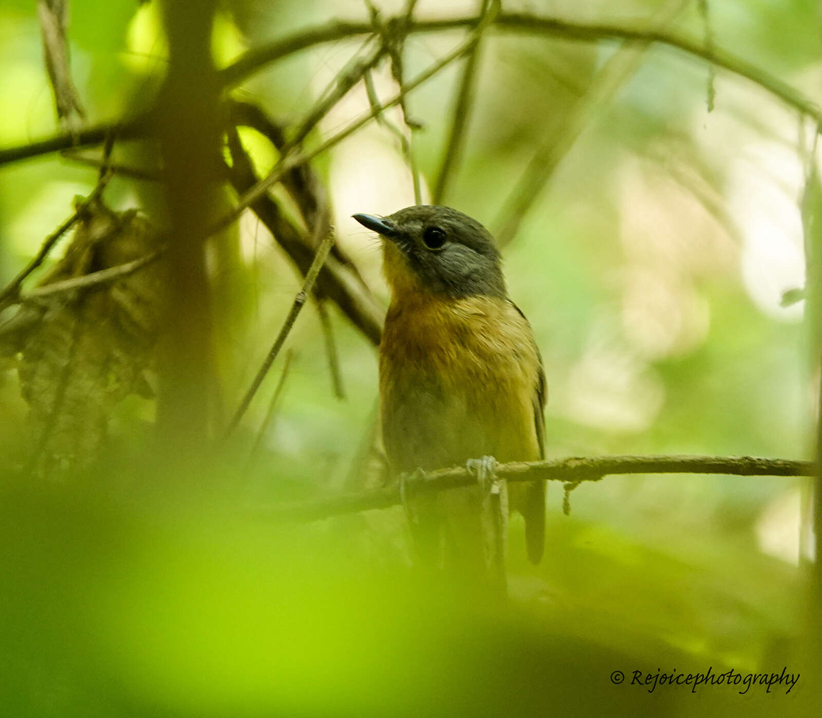 Image of Pale-chinned Blue Flycatcher