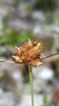 Image of Ware's Hair Sedge