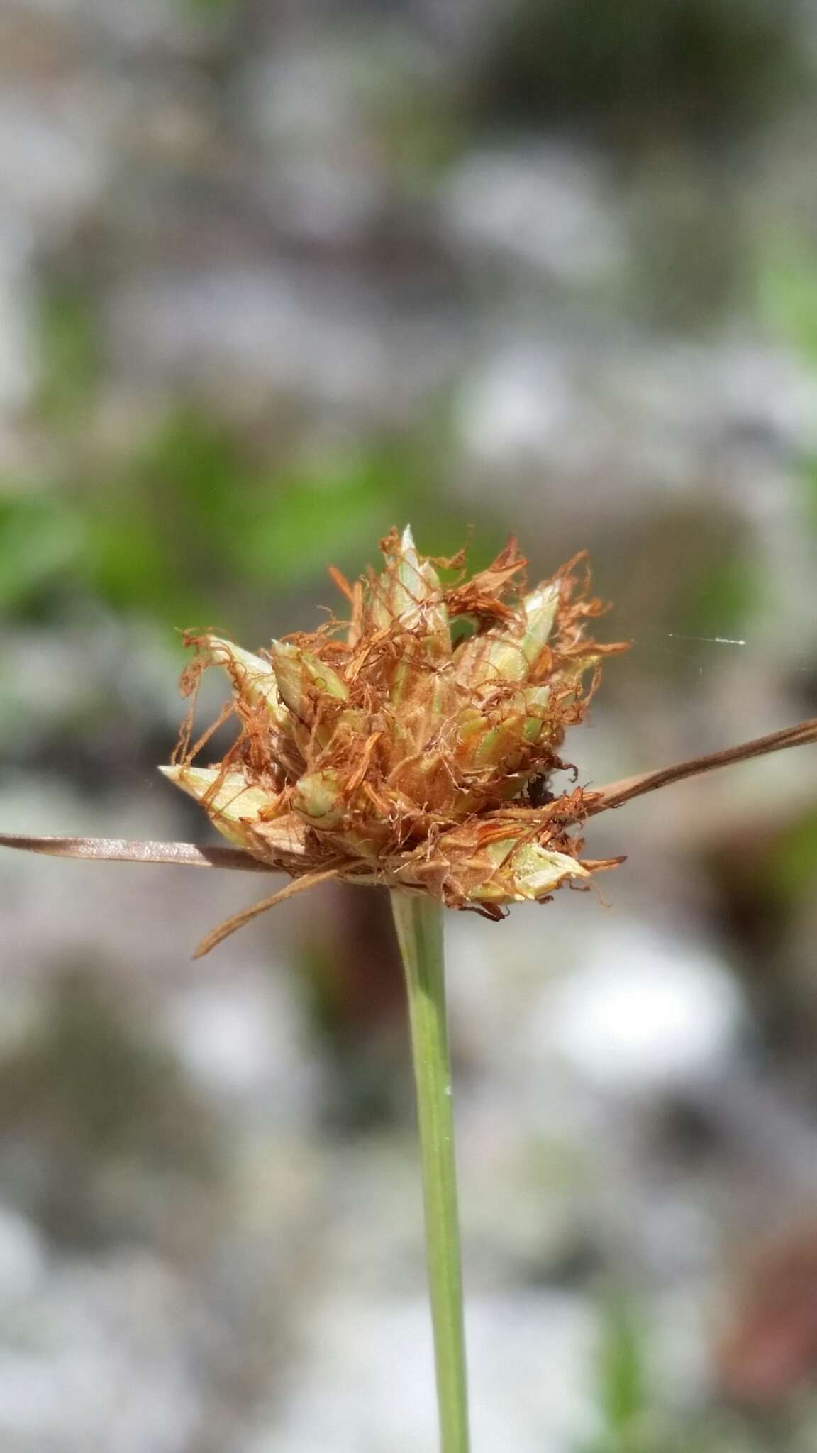 Plancia ëd Bulbostylis warei (Torr.) C. B. Clarke