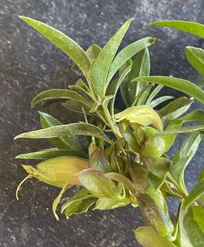 Image of Eremophila gibbosa R. J. Chinnock