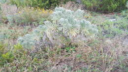 Imagem de Tournefortia gnaphalodes (L.) R. Br.