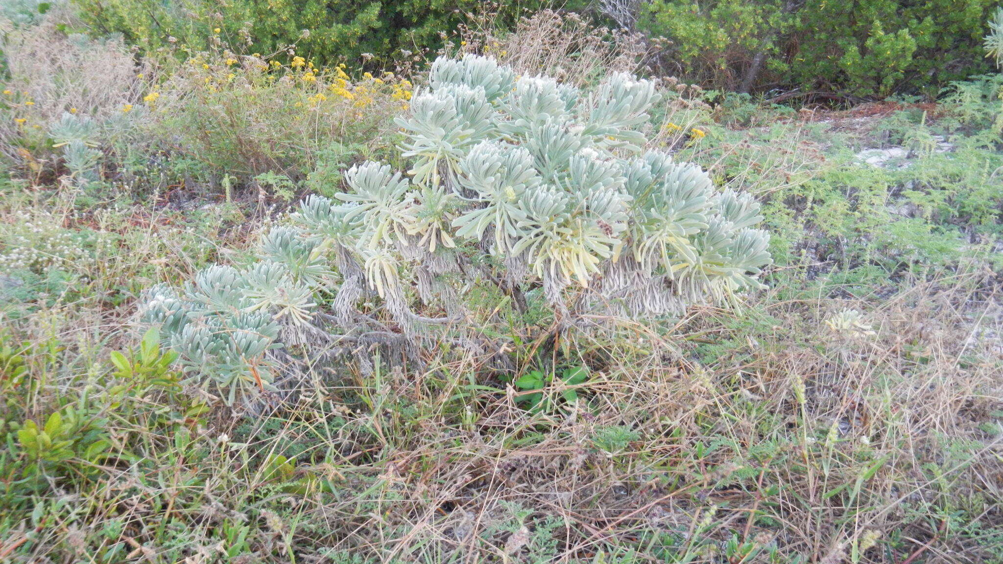 Tournefortia gnaphalodes (L.) R. Br.的圖片