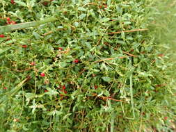 Plancia ëd Chenopodium nutans (R. Br.) S. Fuentes & Borsch