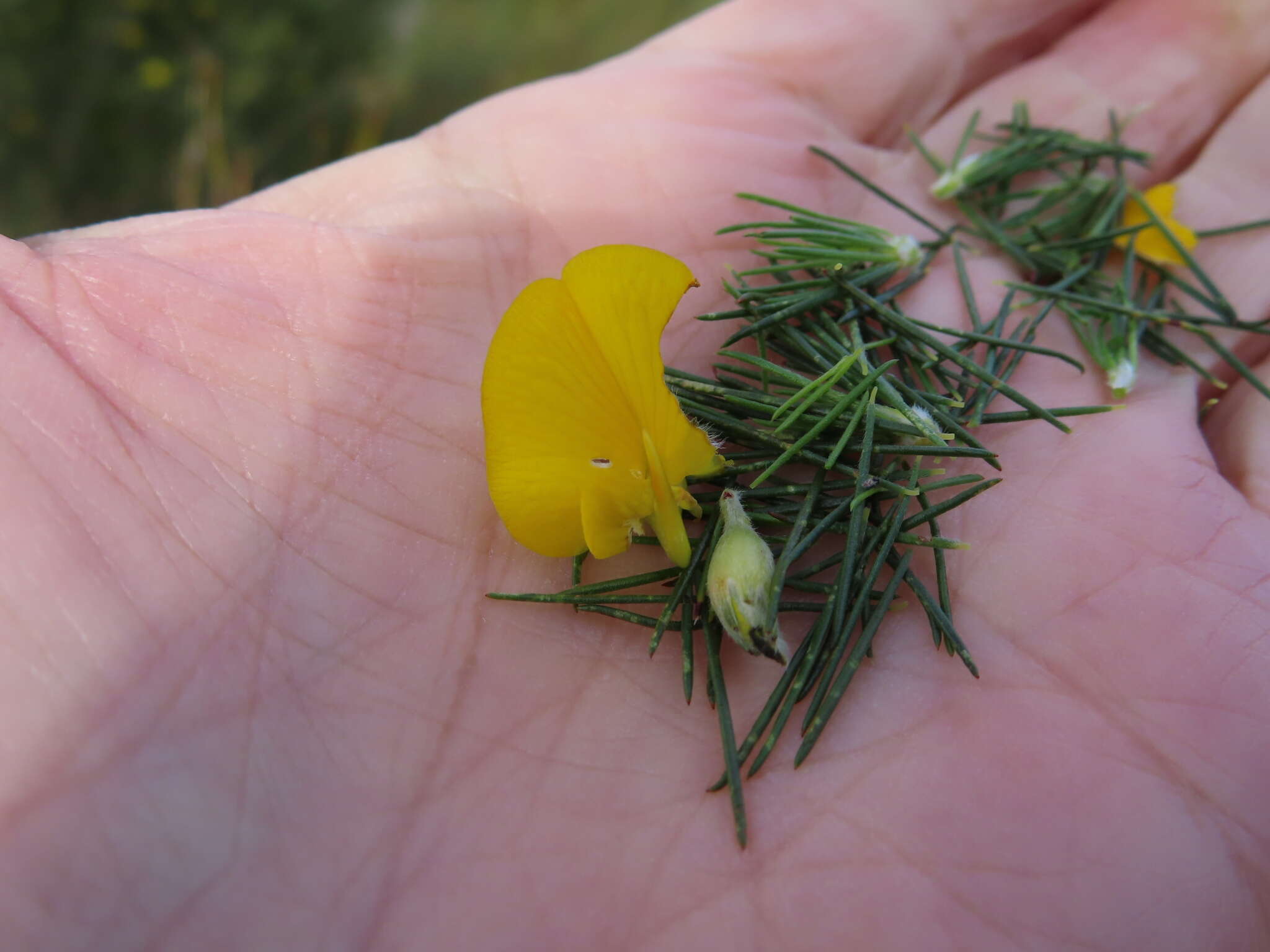 Image of Aspalathus uniflora subsp. willdenowiana (Benth.) R. Dahlgren