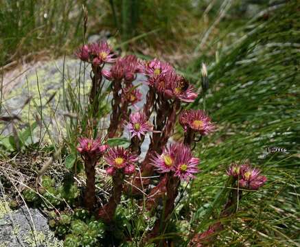 Image of Sempervivum montanum subsp. stiriacum (Wettst. ex Hayek) Hayek