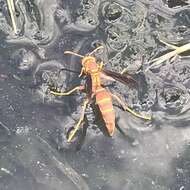 صورة Polistes arizonensis Snelling 1954