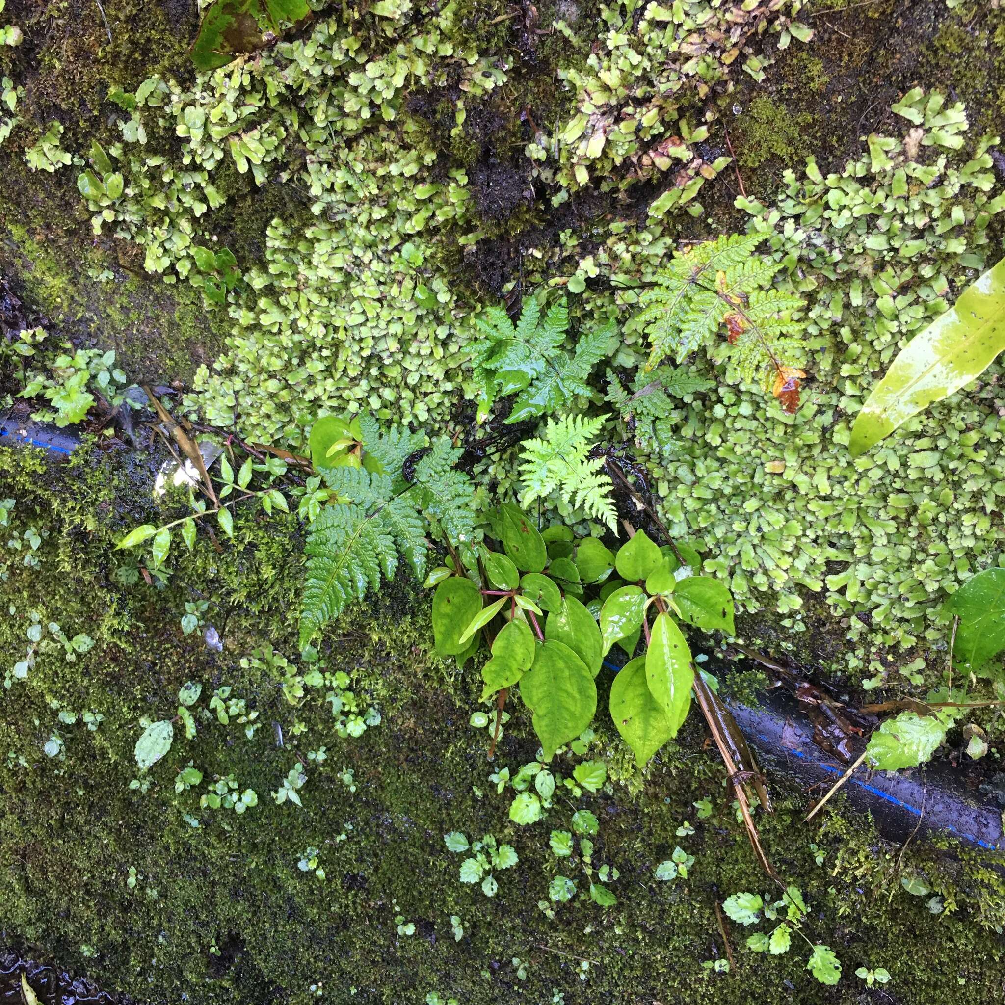 Aleuritopteris krameri (Franch. & Sav.) Ching resmi