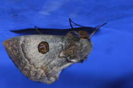 Image of Australian silkworm moths