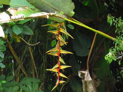 Image of Heliconia griggsiana L. B. Sm.