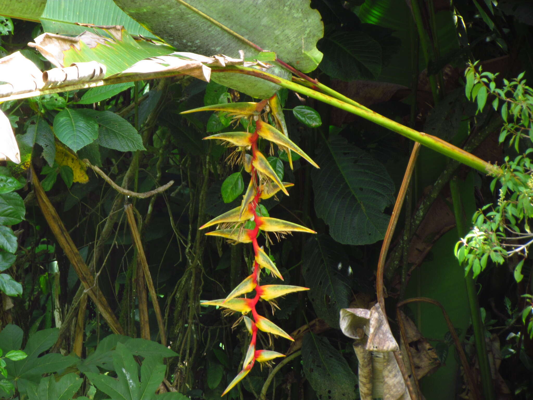 Image of Heliconia griggsiana L. B. Sm.