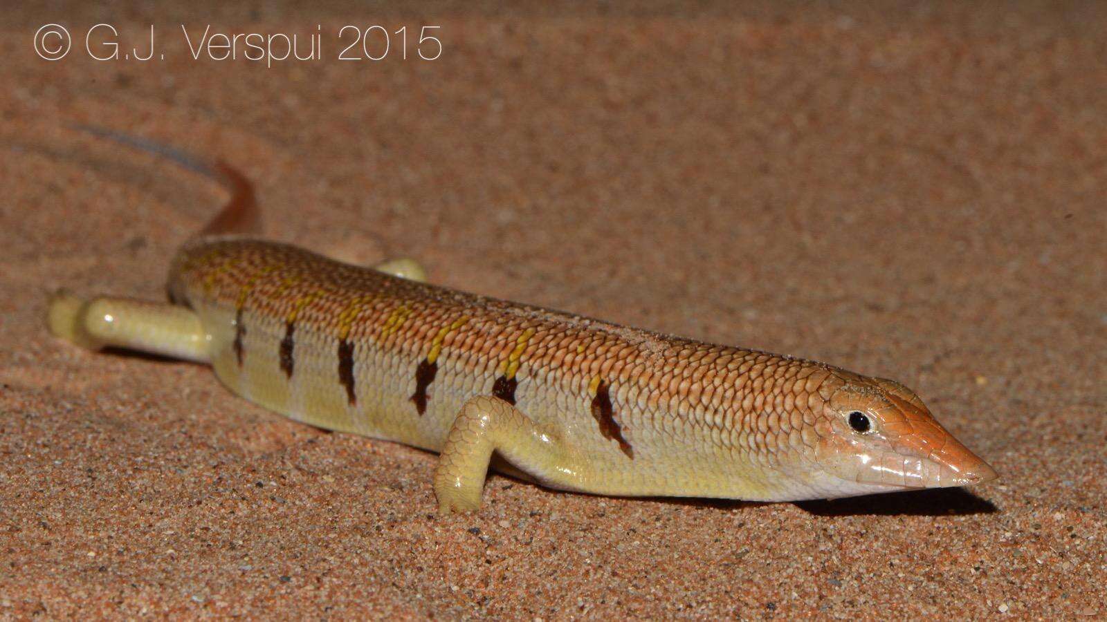 Image of Eastern Skink