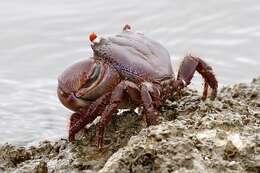 Image of smooth redeye crab