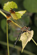 Image of Jade-striped Sylph