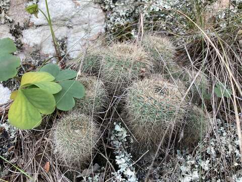 Image of Cactus