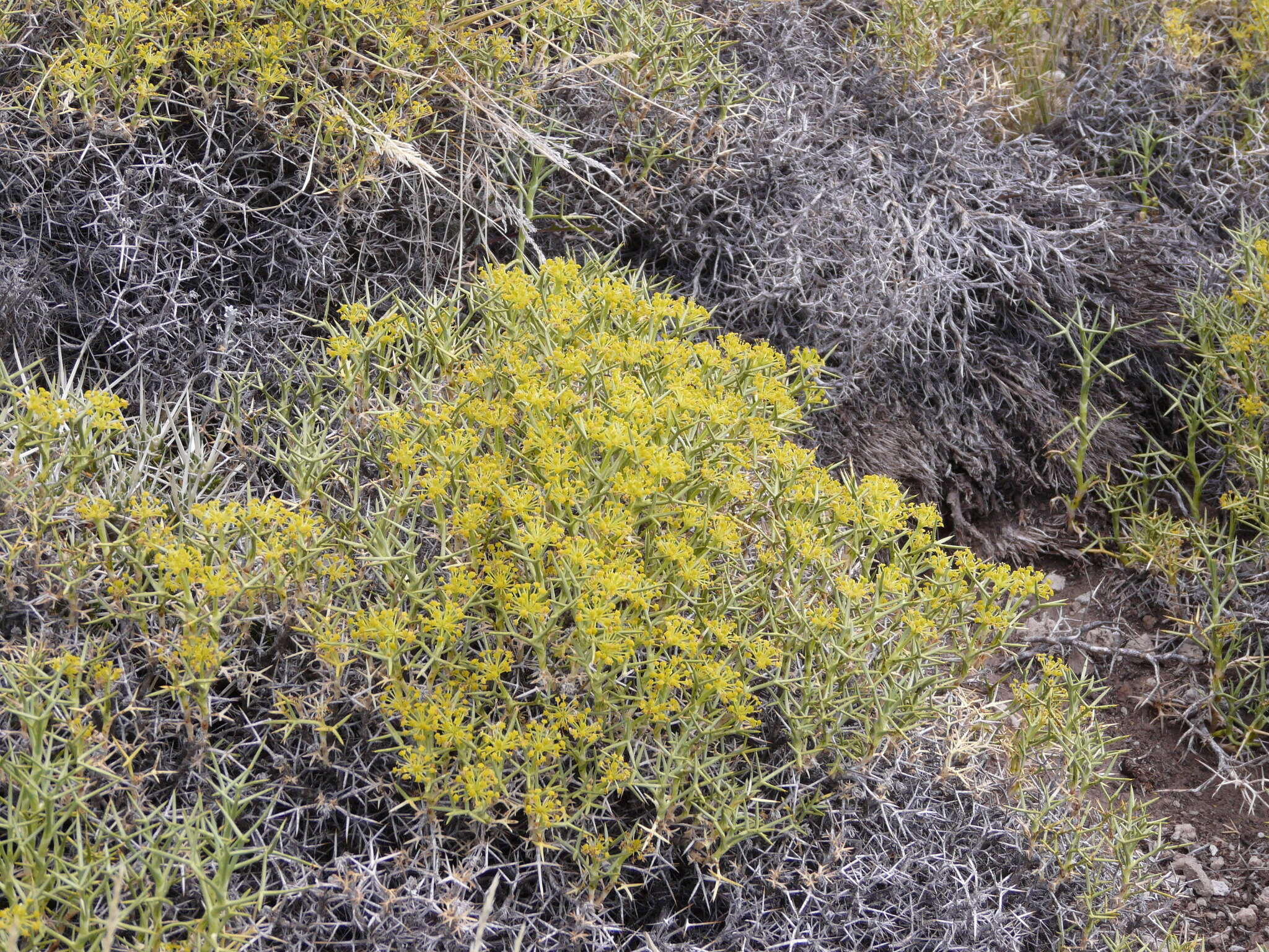 Imagem de Azorella prolifera (Cav.) G. M. Plunkett & A. N. Nicolas