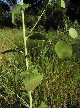 Image of Lunaria annua subsp. annua