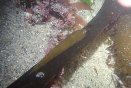 Image of Kelp clingfish