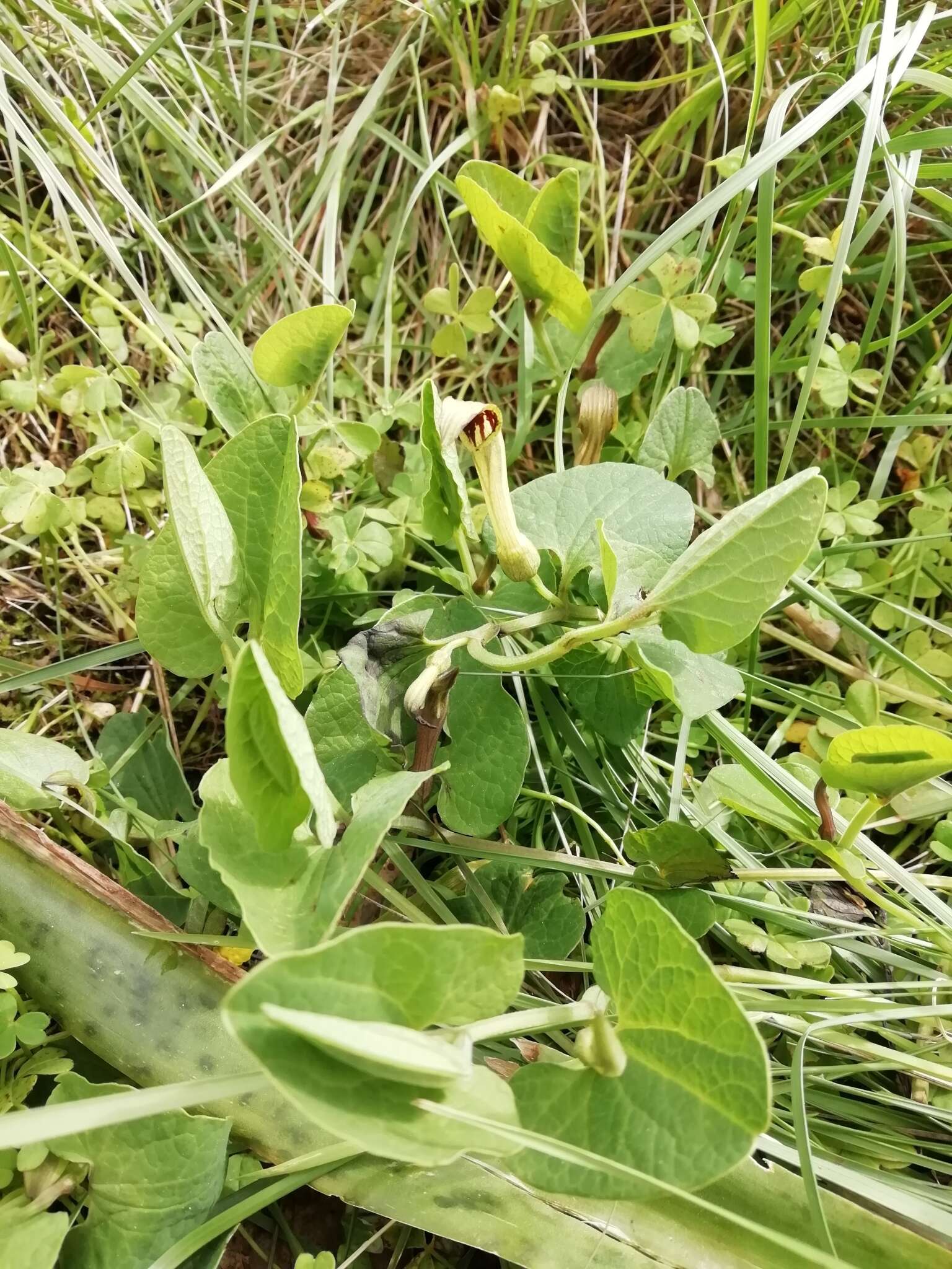 Image of Aristolochia paucinervis Pomel