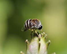 Image of Psilodera fasciata (Wiedemann 1819)