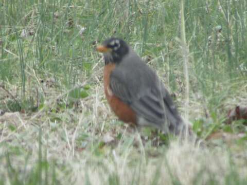 Image of Turdus migratorius migratorius Linnaeus 1766