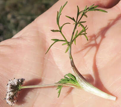 Image of Gorman's biscuitroot