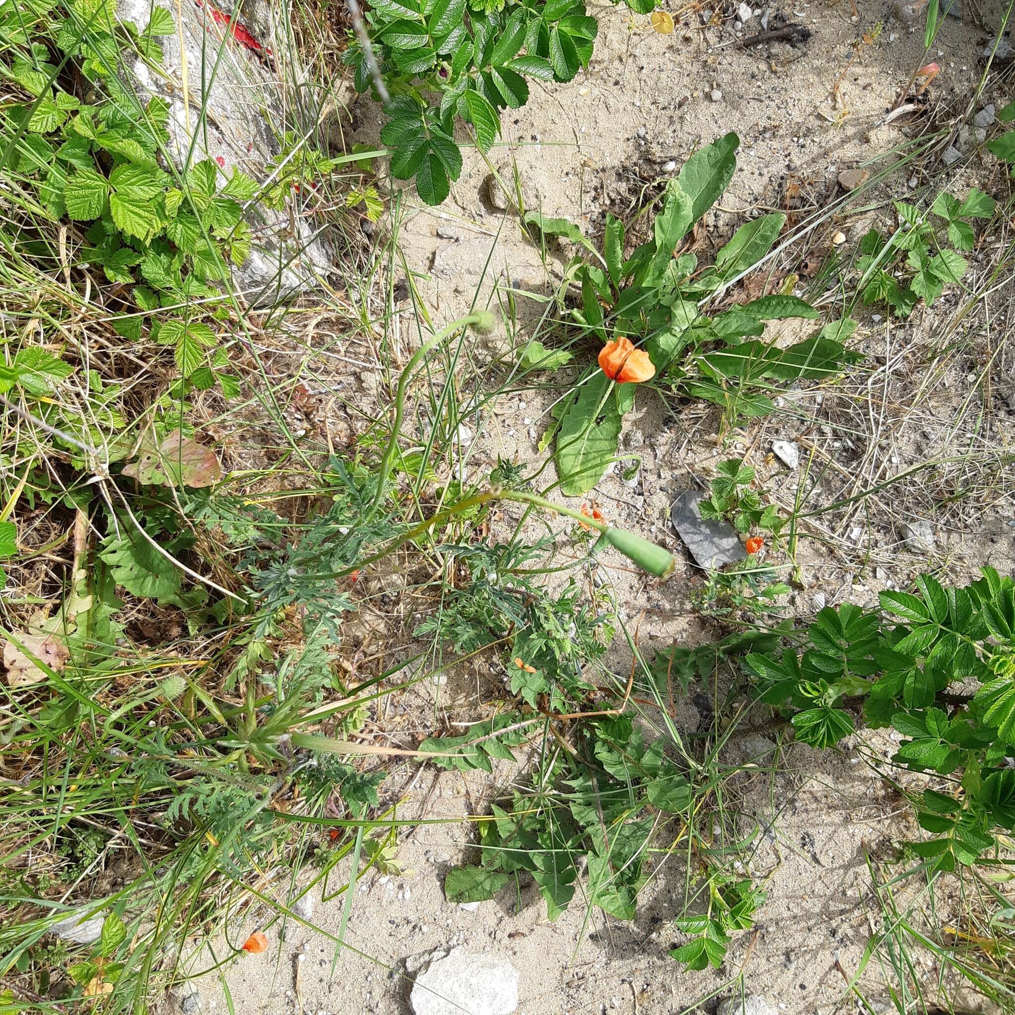 Image of Papaver lecoqii La Motte