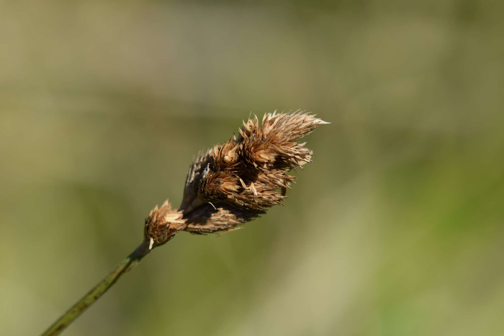 Image of broom sedge