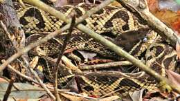 صورة Bothrops jararacussu Lacerda 1884