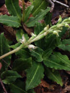 Image of Giant Rattlesnake-plantain