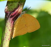 Слика од Loxura atymnus fuconius Fruhstorfer 1912