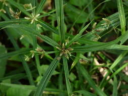 Слика од Cyperus laxus Lam.