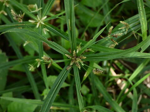 Слика од Cyperus laxus Lam.