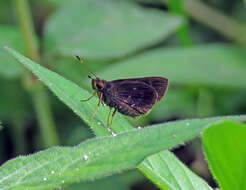 Image de Mnasitheus chrysophrys Mabille 1891