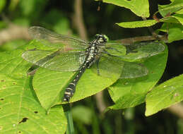 صورة <i>Shaogomphus postocularis epophthalmus</i> Selys 1872