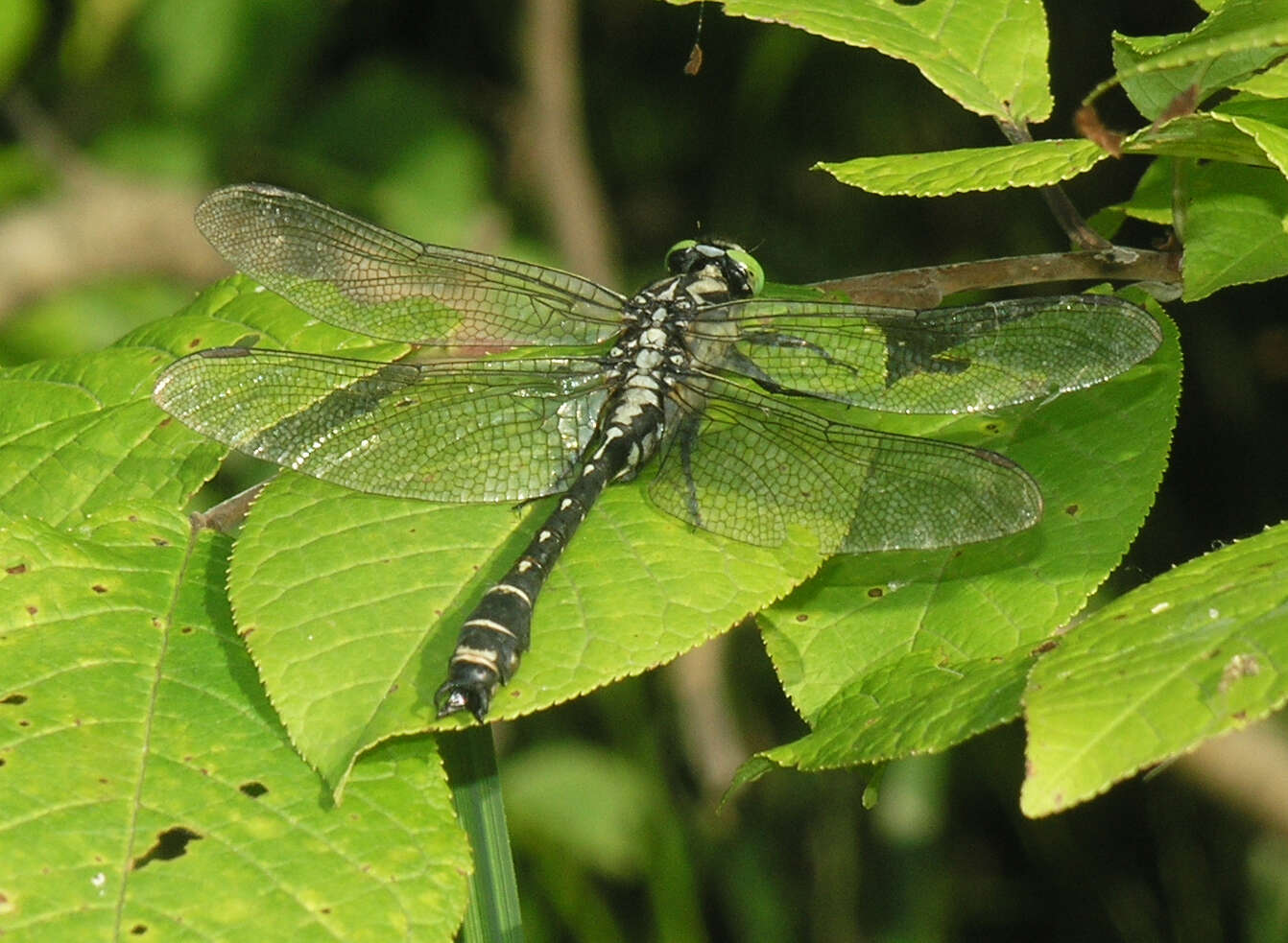 Imagem de <i>Shaogomphus postocularis epophthalmus</i> Selys 1872