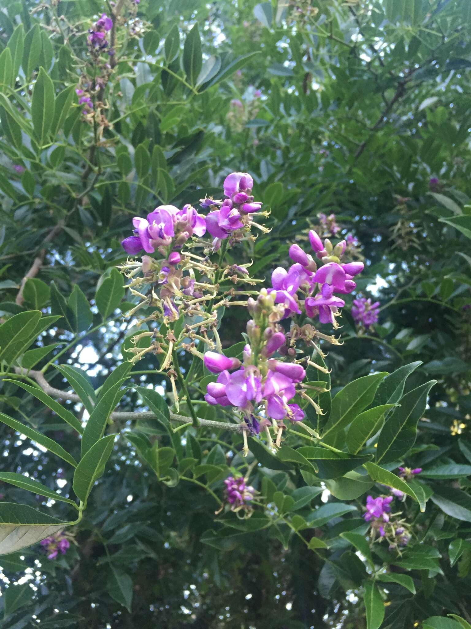 Image of Lonchocarpus nitidus (Vogel) Benth.