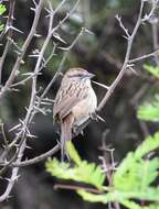 Image of Stripe-capped Sparrow