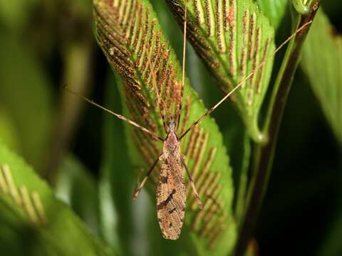 Image of Rhamphophila sinistra (Hutton 1900)