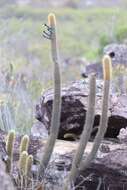 Cipocereus minensis subsp. leiocarpus N. P. Taylor & Zappi resmi