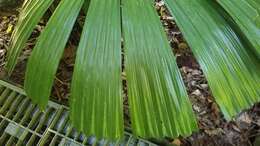 Image of Licuala fan palm