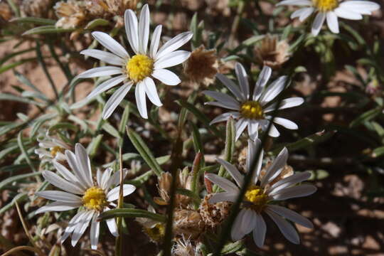 Image of Fendler's Townsend daisy