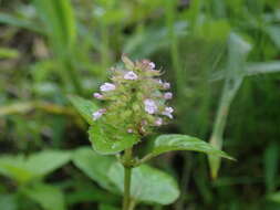 Image de Clinopodium gracile (Benth.) Kuntze